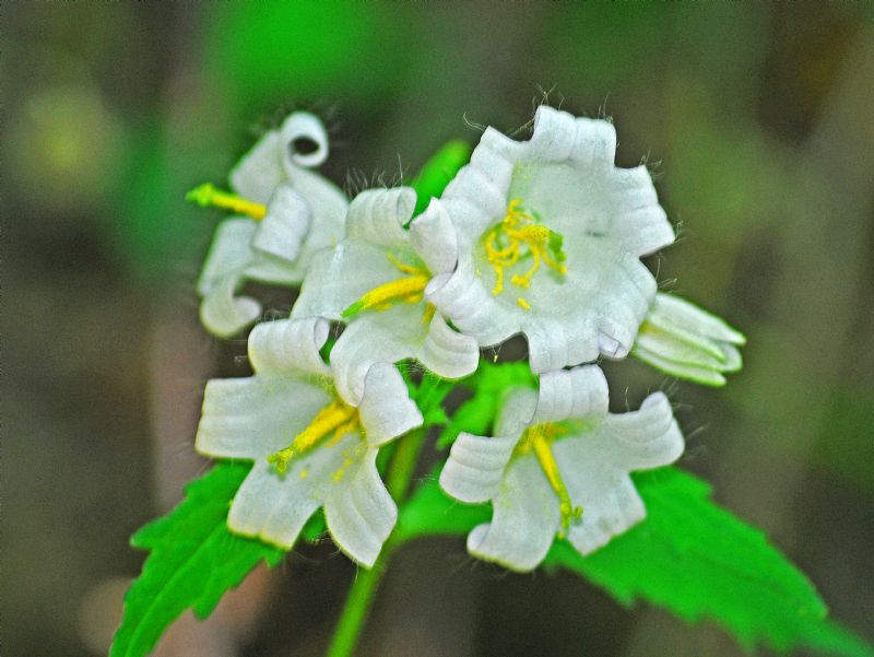 Fiori bianchi in Val Ferret:  Campanula trachelium